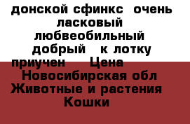 донской сфинкс. очень ласковый, любвеобильный, добрый . к лотку приучен.  › Цена ­ 1 000 - Новосибирская обл. Животные и растения » Кошки   